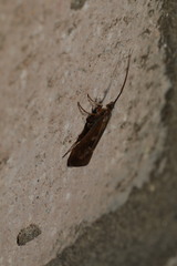 Limnephilus auricula