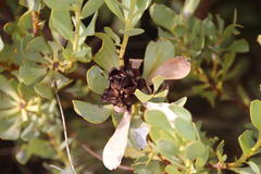 Leucadendron loranthifolium