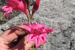 Gladiolus crispulatus