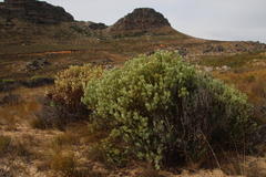Leucadendron loranthifolium