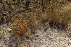 Leucadendron loranthifolium