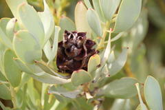Leucadendron loranthifolium