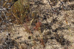 Leucadendron loranthifolium