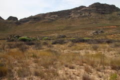 Leucadendron loranthifolium