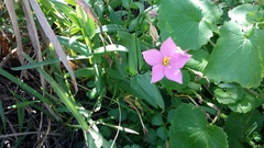 Chironia peduncularis