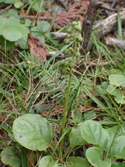 Orthilia secunda