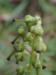 Orthilia secunda