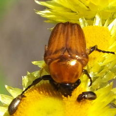 Leucocelis rubra