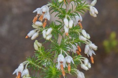 Erica intermedia intermedia