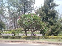 Plumeria rubra