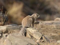 Damara Ground Squirrel photo 3