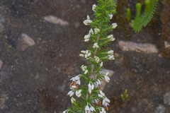 Erica intermedia intermedia