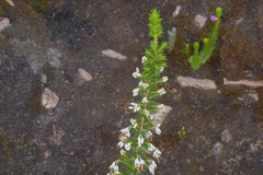 Erica intermedia intermedia