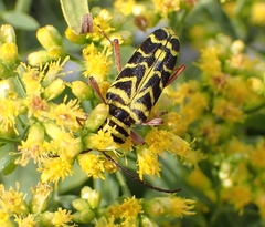 Megacyllene robiniae