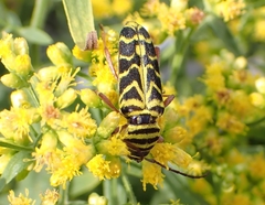 Megacyllene robiniae