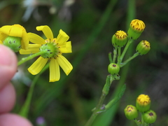 Senecio littoreus