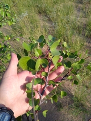 Jatropha cinerea