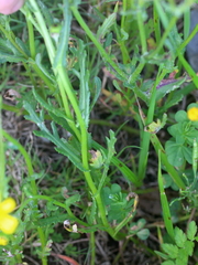 Senecio littoreus