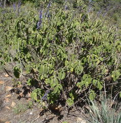 Coleus barbatus grandis