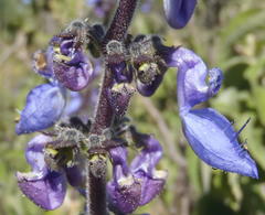 Coleus barbatus grandis