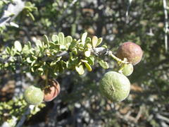 Boscia foetida foetida