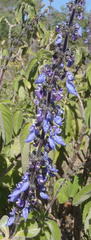 Coleus barbatus grandis