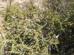 Boscia foetida foetida