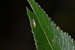 Stenopsocus stigmaticus