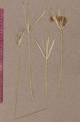 Cyperus sexangularis