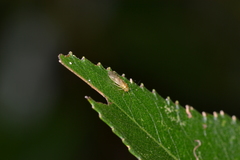 Stenopsocus stigmaticus