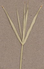 Cyperus sexangularis