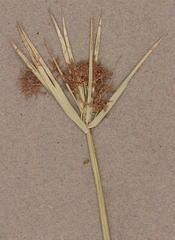 Cyperus sexangularis