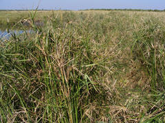 Cyperus sexangularis