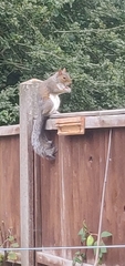 Sciurus carolinensis