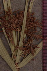 Cyperus sexangularis