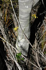 Senecio cordifolius