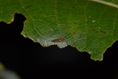 Stenopsocus stigmaticus