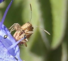 Liorhyssus
