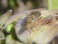Liorhyssus