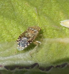 Liorhyssus