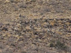 Equus zebra hartmannae