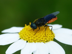 Odontomyia flavissima