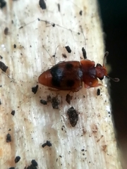 Epuraea ocularis