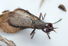 Coremacera marginata