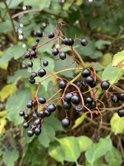 Sambucus nigra