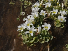 Oxalis natans
