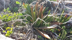 Gasteria acinacifolia