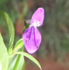 Dicliptera eenii