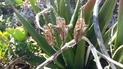 Gasteria acinacifolia