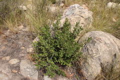 Euclea tomentosa